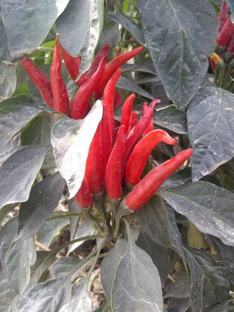 Red pepper field HD stock footage