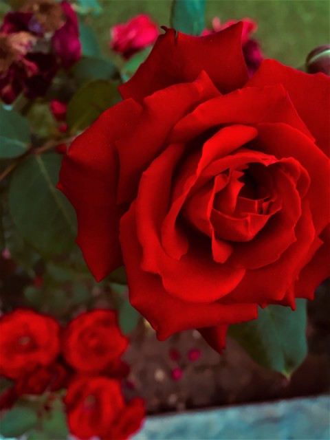 Red Rose
