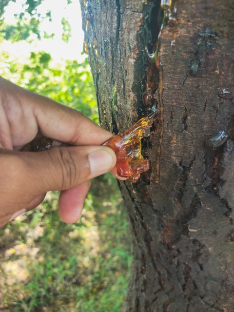 Resin on the tree stock photo, Nature stock footage