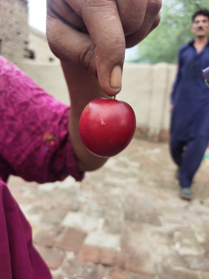 Ripe cherries that are just about ready to eat.