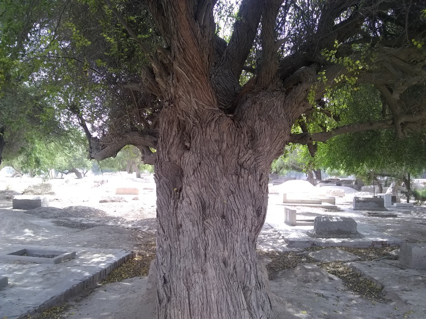 Root of tree, Muslim Graveyard Tree, Close Up tree stock footage