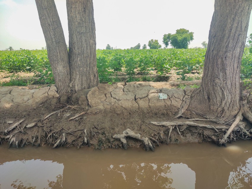 Roots of old trees strung up the canal