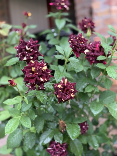 Roses