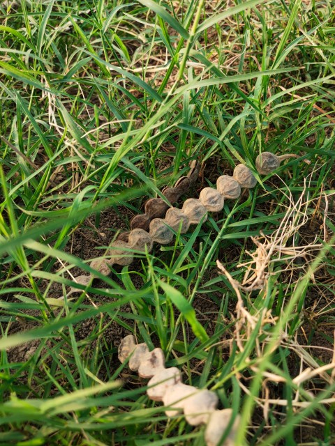 Saga Seed Acacia beans pod in the grass background
