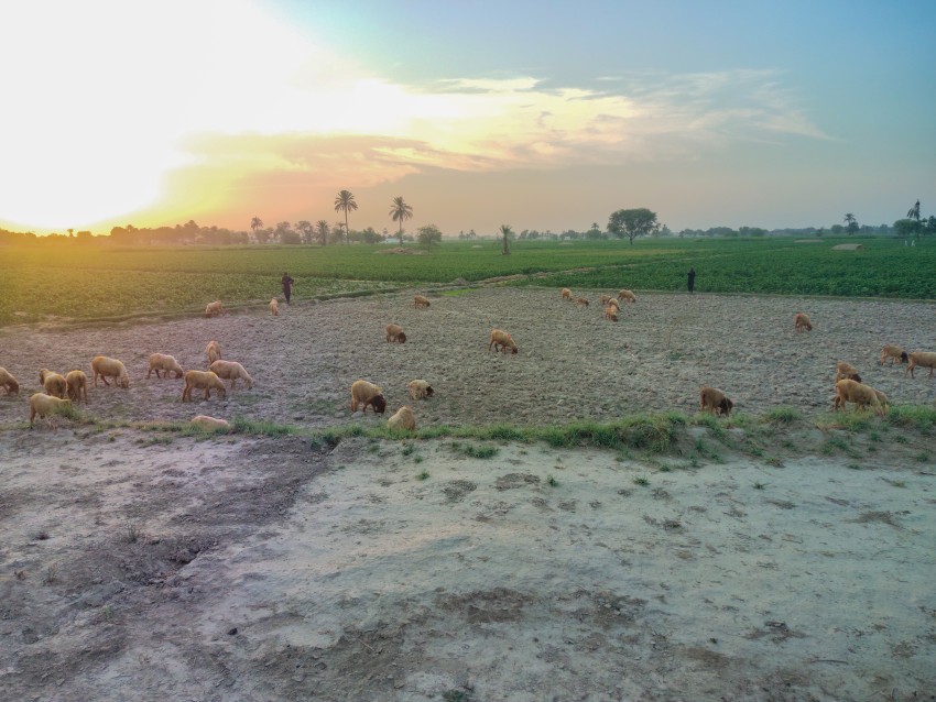 Sheep are walking in the crops of Punjab in the shadow of the setting sun