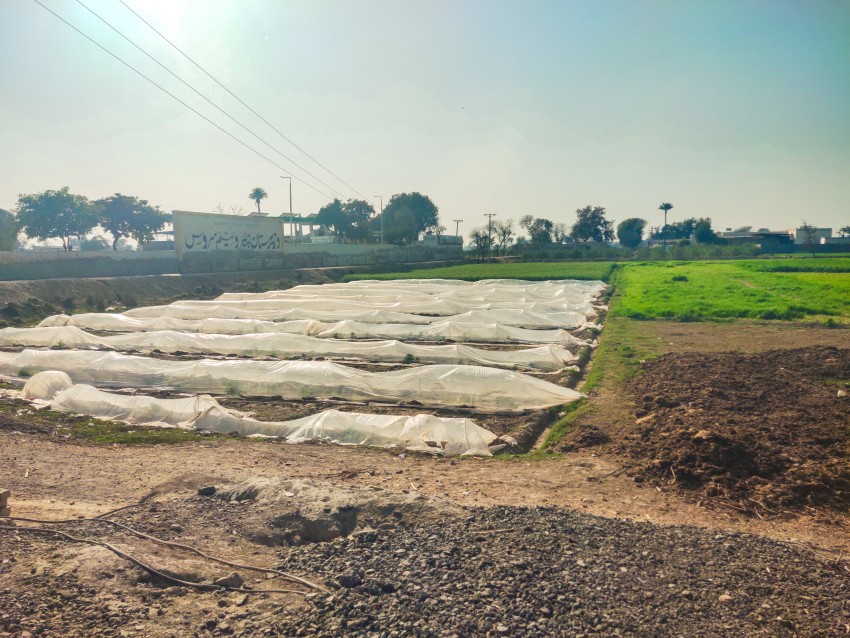 Shopper has been added to steam the vegetable crop so that the crop is not damaged by cold