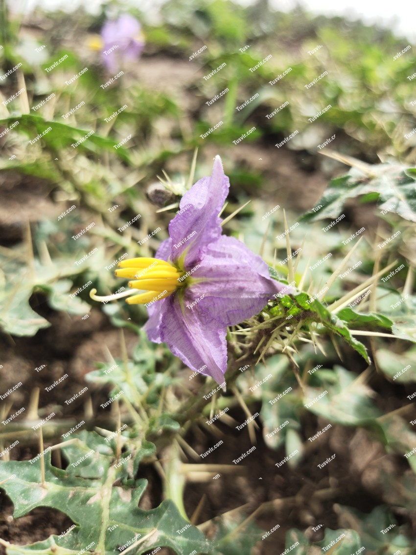 Side view of Silverleaf nightshade, Star shaped flower