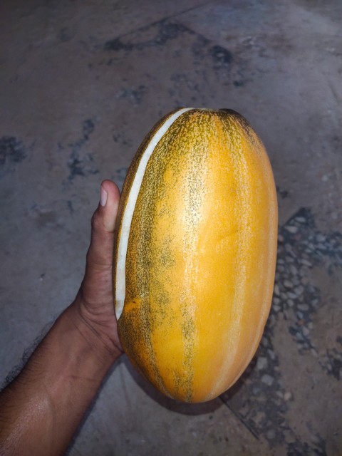 Side view of sweet bursting melon held in hand