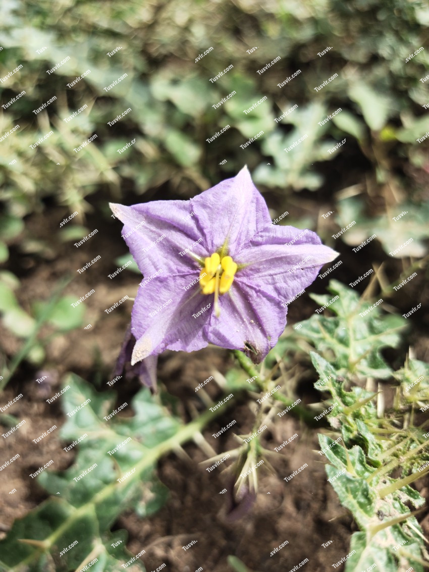 Silverleaf nightshade, Star shaped flower