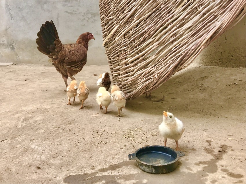 Simple Village Life of DG Khan, Punjab, Pakistan #simplelifestyle #villagelife #desimahol #mudhome #DeraGhaziKhan #photography #rahatamir