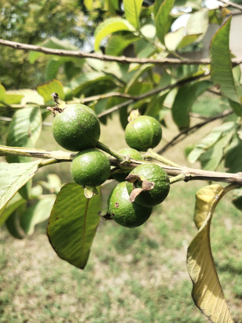 Small unripe guavas on the guava tree