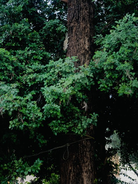 Squirrel on a Tree