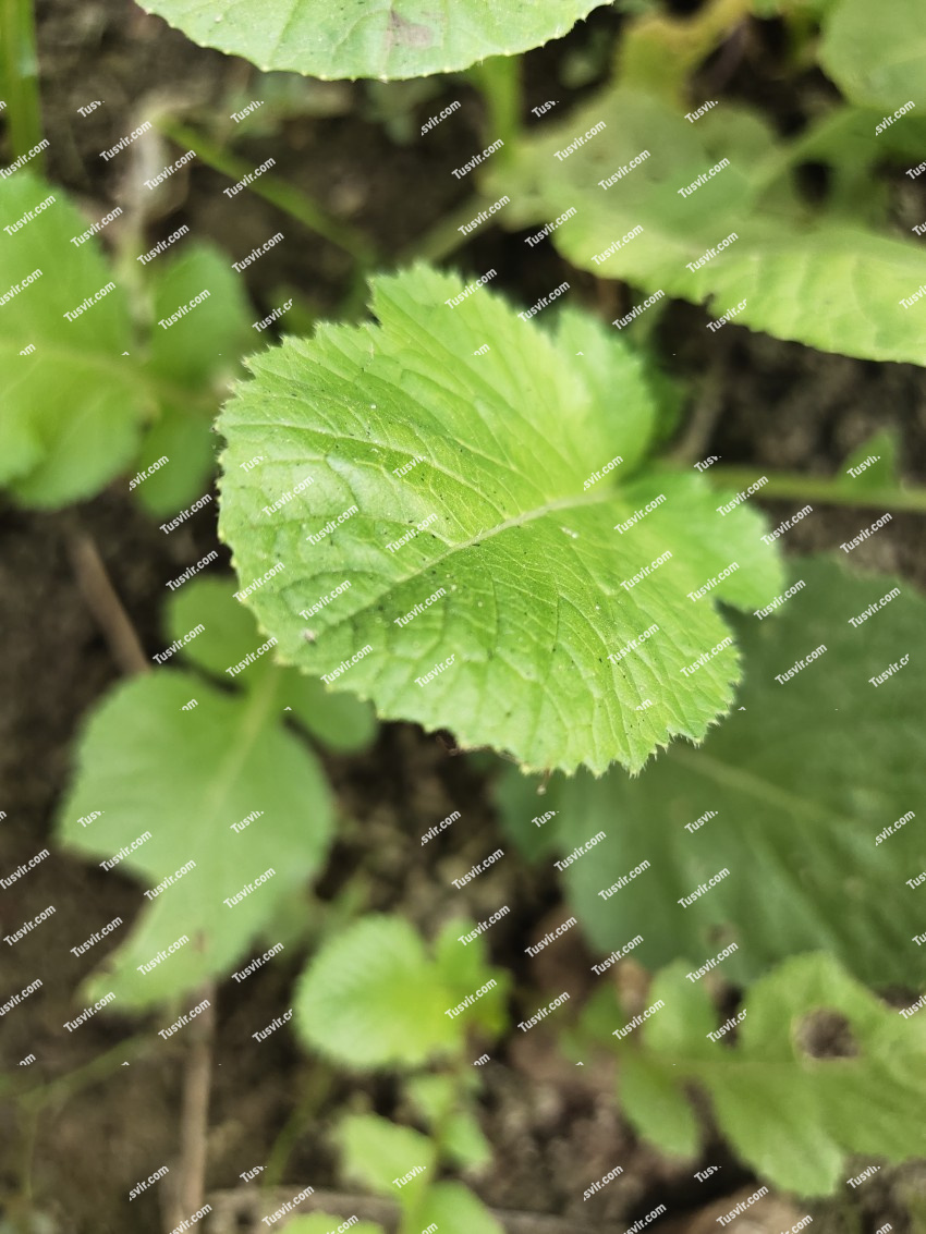 Stevia Rebaudiana Seeds - NATURAL SWEETENER ORGANIC - Sugar Substitute