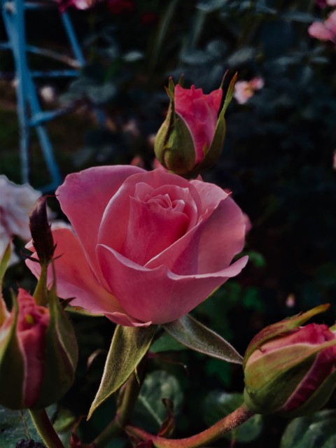 Bengal Rose