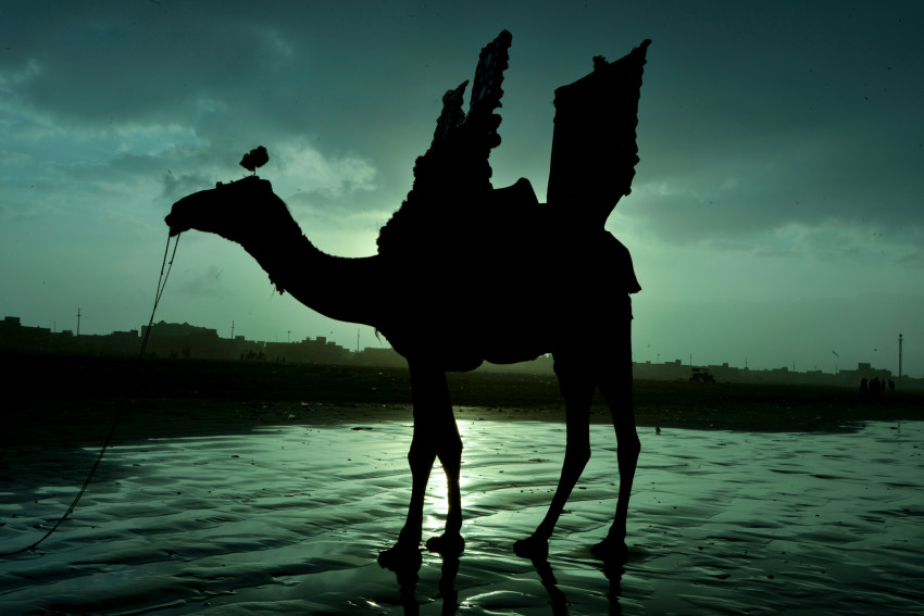 Sun Rise and Camel Silhouette at Sea View, Karachi