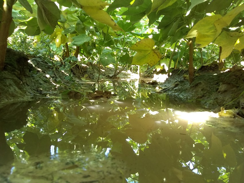 Sun shining through the thick leaves