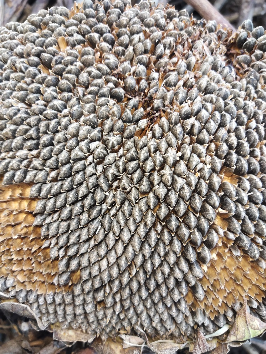 Sunflower seeds on a sunflower flower