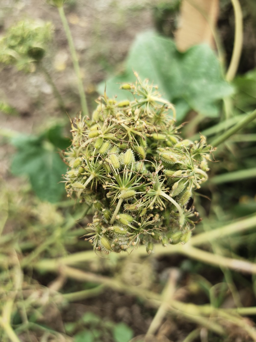 Sweet fennel plant