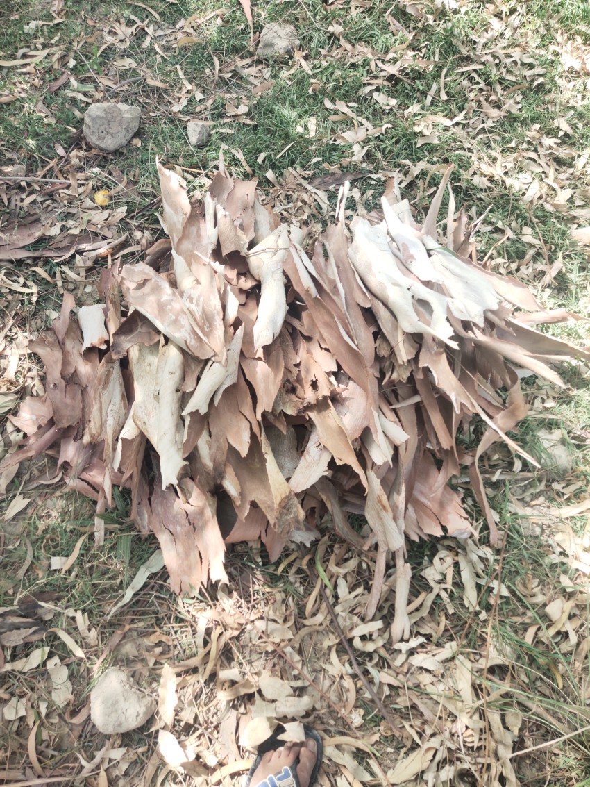 The bark of trees that are dried, dry leave stock