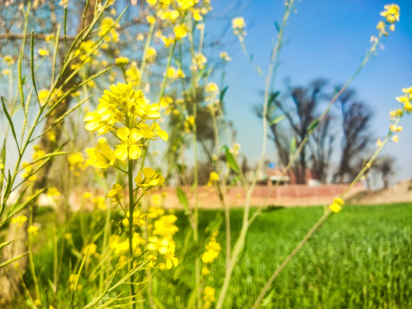 The beautiful scene of olive crop is also visible to school in the background