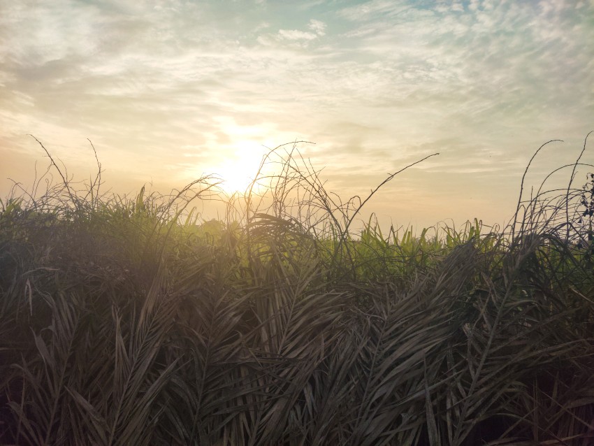 The beautiful view of a slight evening where blue sky is golden clouds and is the scene of beautiful sugercane crops