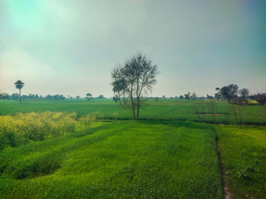 The beautiful view of the photo taken from above where the grass crop wheat crop olive crop trees and palm trees all together make a beautiful picture.