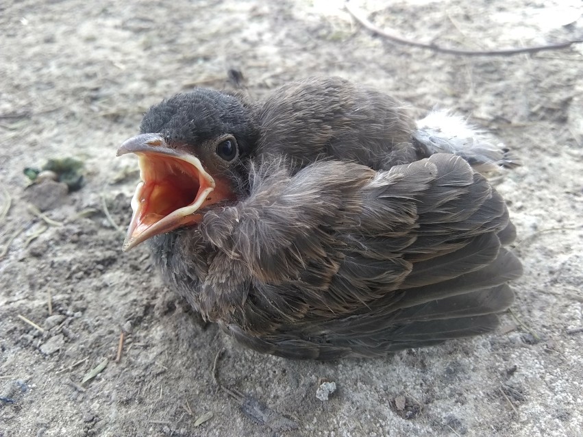 A baby bird that is screaming with hunger