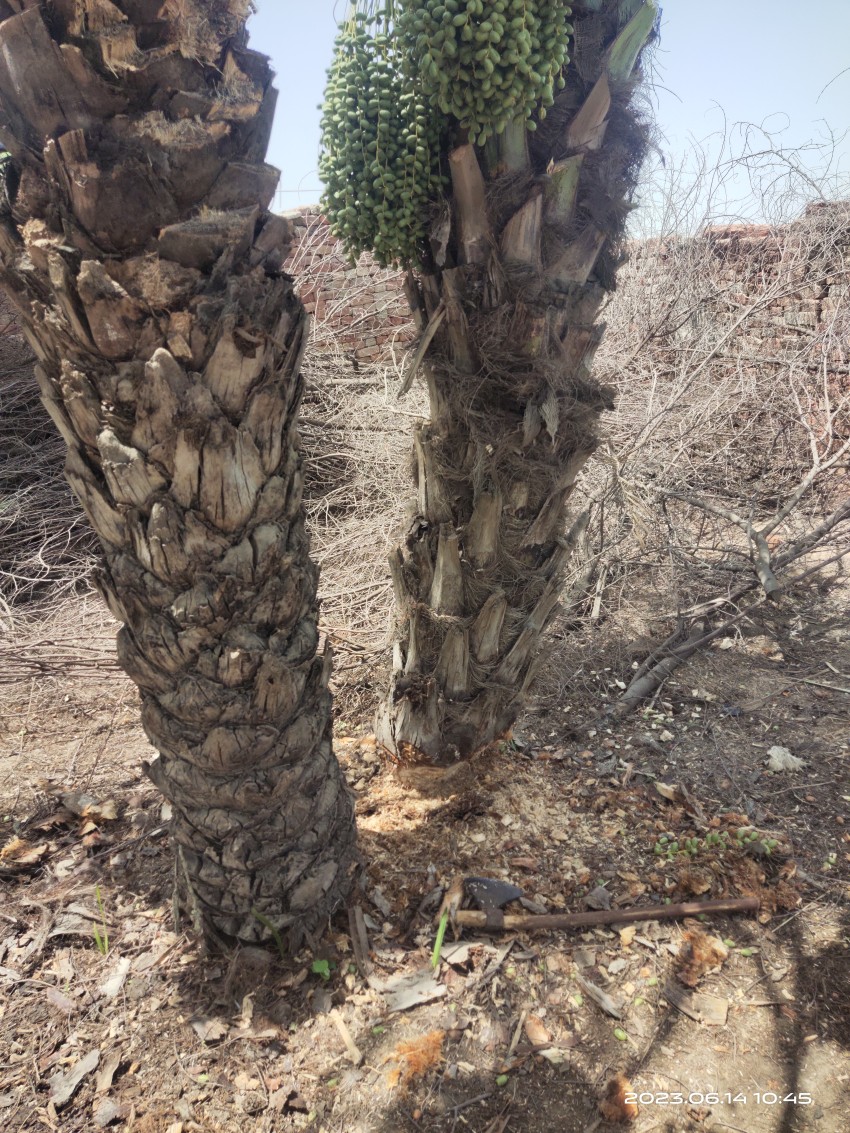 The date tree is about to be cut, and the dates hanging on another date tree