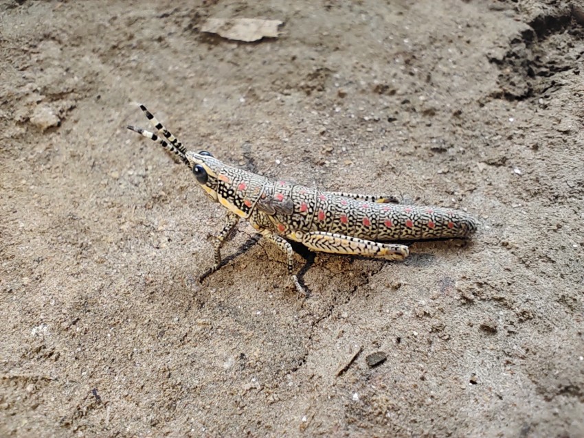 The grasshopper is looking at the camera when I make the footage.