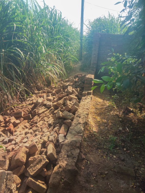 The outer wall of a house in the village collapsed in the sugarcane crop.