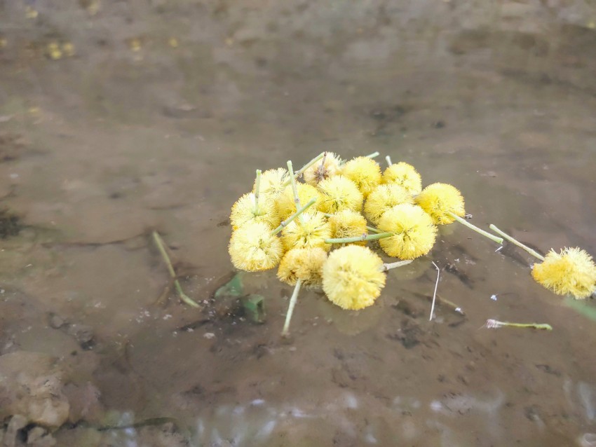 The yellow flowers falling from the kikar are currently flowing in the boring water