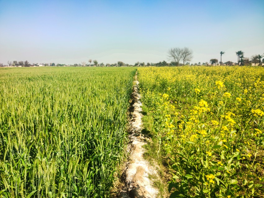 There is a very beautiful scene where a boundary line has been made in the middle to keep the olive crop and the wheat crop separate