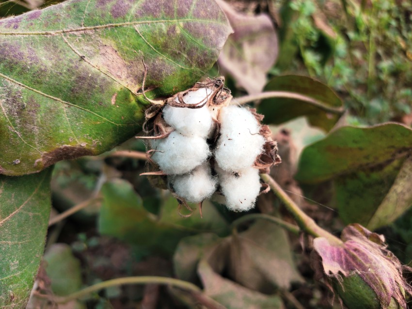 This cotton is sold under the Fairtrade system to Pakistan supermarkets