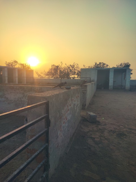 This is an evening scene in Punjab where a crow is eating from a bowl placed on the wall of a farmhouse