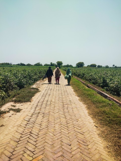 Three women are walking on a road made of red bricks in Punjab.