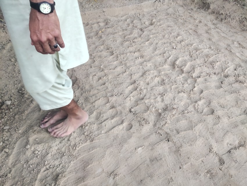 To grow onions, onion seeds are planted and pressed into the ground with the help of feet