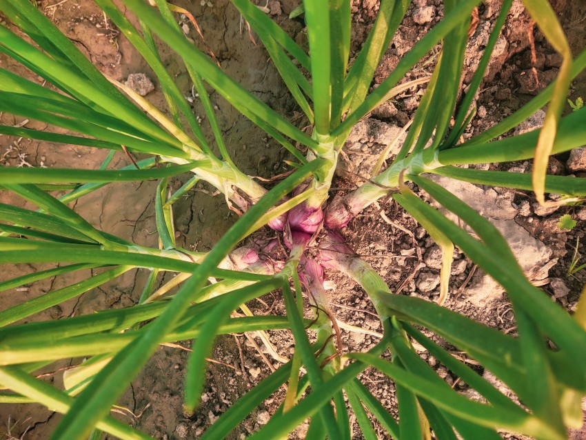 Top view of a variety of onion planting methods that produce a large yield of onions