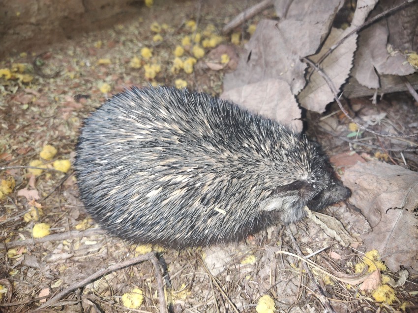 Top view of Desert hedgehog (Paraechinus aethiopicus)