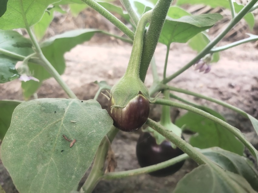 Tow eggplant close up view, vagetable stock footage