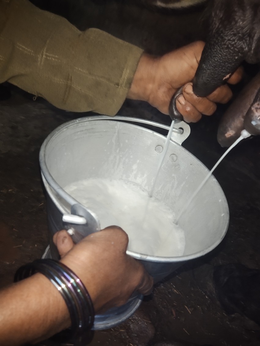 Tow sides cow milk dropping, natural milk footage.