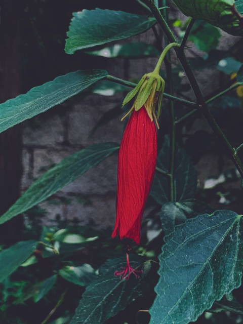 Turk’s Cap