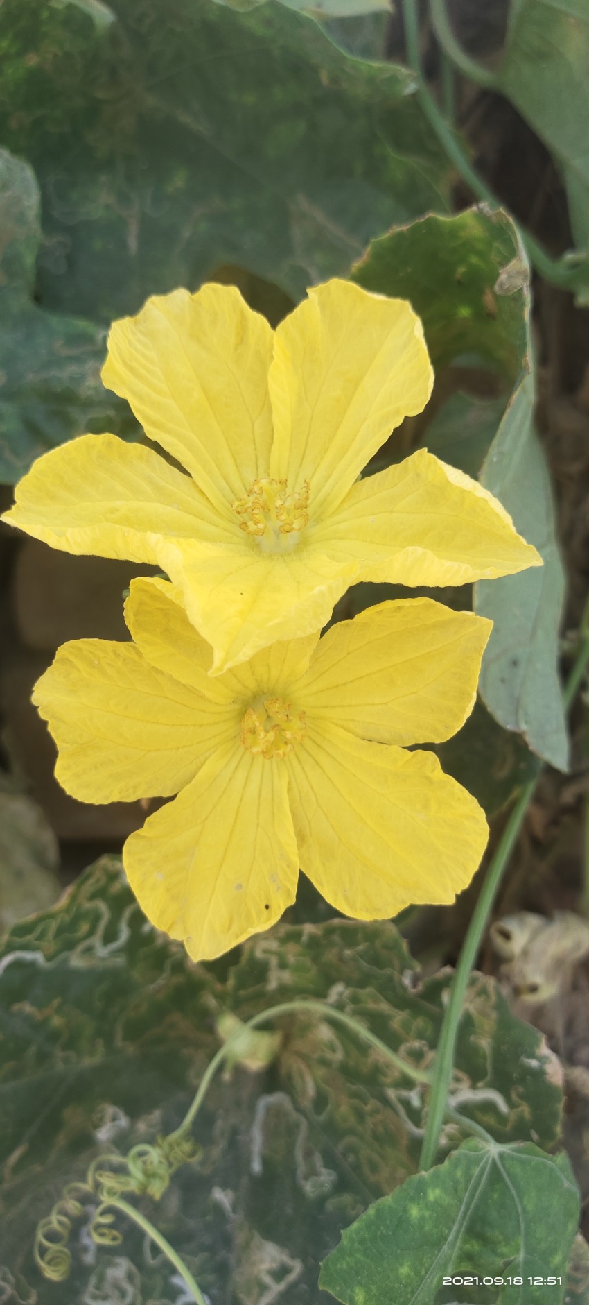 Twin gourd flowers HD stock footage