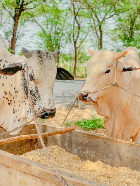 Two Bulls