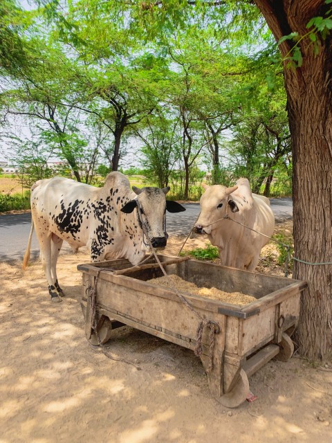 Two Bulls