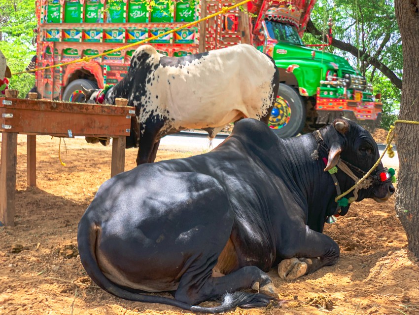Two Bulls Near Road