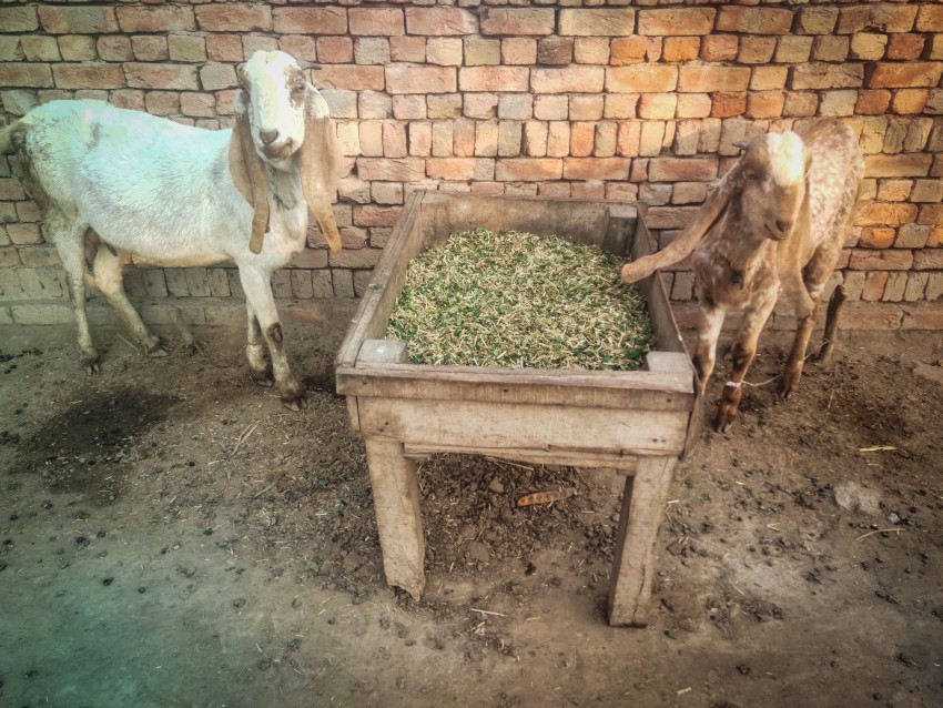 Two high breed goats are eating their fodder chopped grass in the fodder