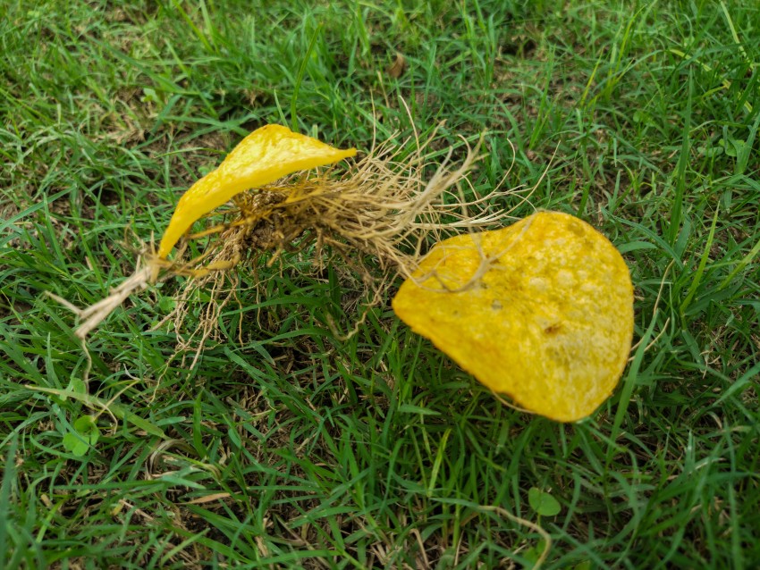 Two pieces of chips laced with dry grass are lying on the green grass.