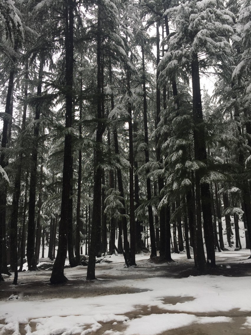 Ushu Forest
