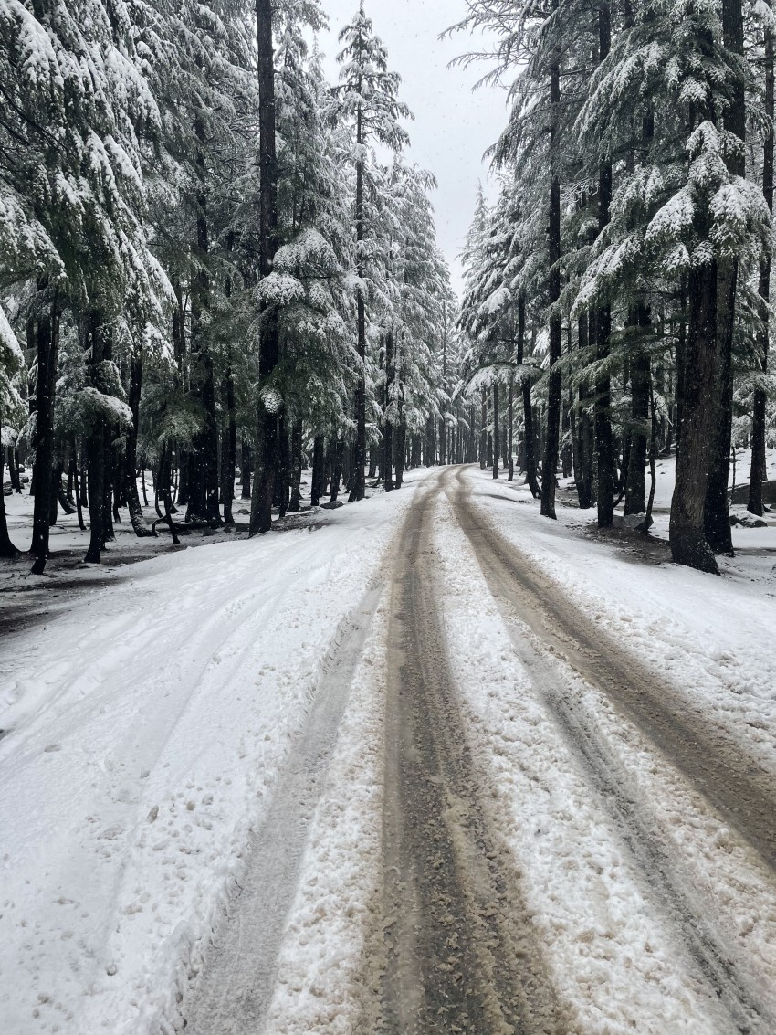Ushu Forest - Kalam (SWAT)