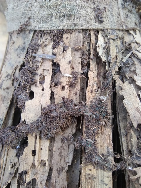 Very old wood that has been destroyed by termites